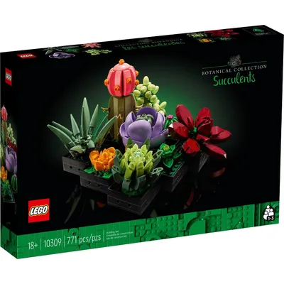 Succulents — box